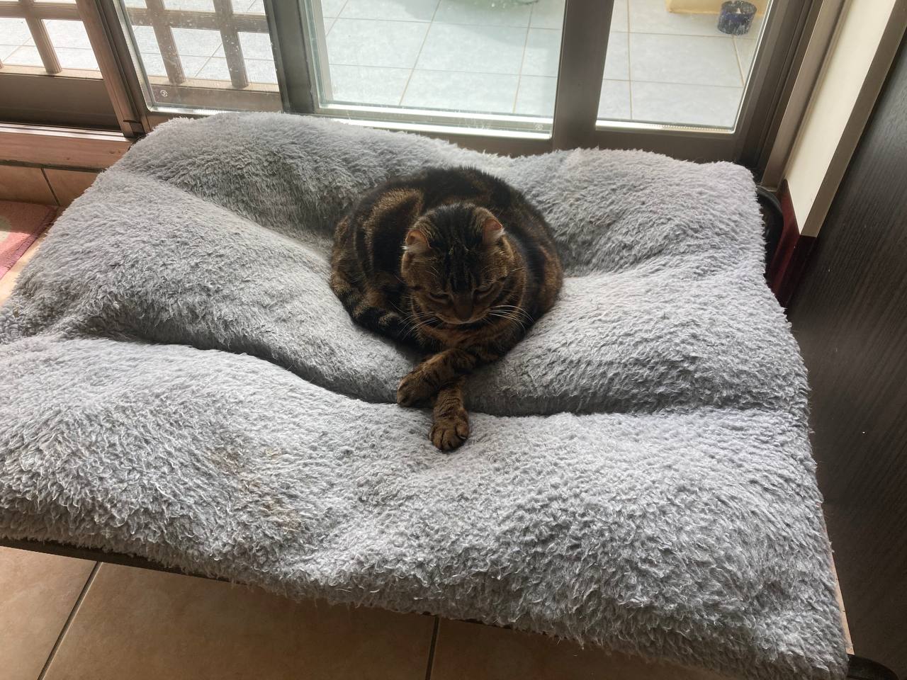 五貓公寓的新發現