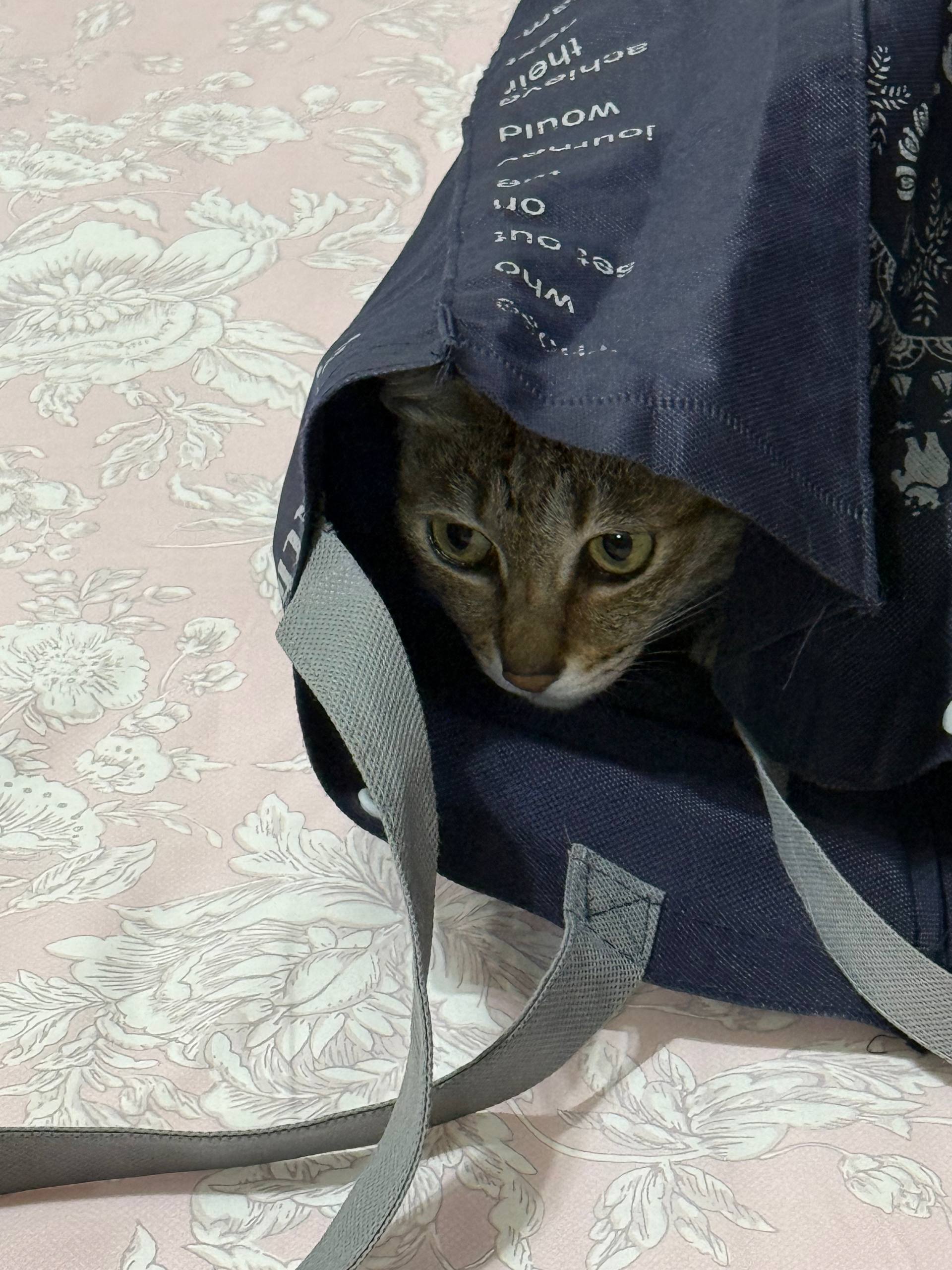 虎斑躲袋