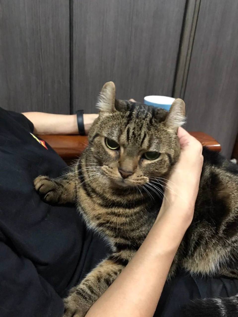 貓咪日常